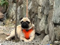 AŞILI KİMLİKLİ EĞİTİMLİ PUG