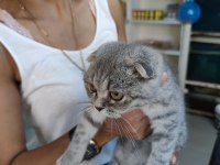 Bebek scottish fold her ile güvenli gönderim yapılır