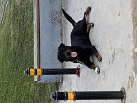 2 yaşında rottweiler erkek