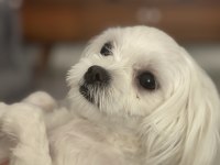 Leo ve Lessie Maltese