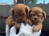 EV DOĞUMLU MALTİPOO YAVRULAR