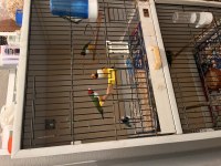 Goldian finch takımlar