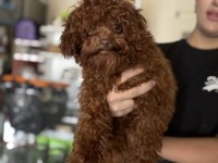 7 aylık tea cup1850 gr kore kan poodle çipli pasaportlu