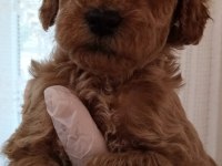 Kaliteli orjinal toy poodle yavrularımız