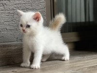 Erkek british shorthair güzel yavru