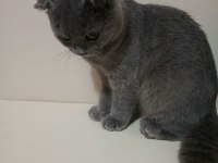 2.5 aylık scottish fold erkek (son yavru)