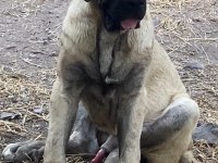 Köpeğimizi Sahiplendiriyoruz