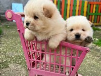 A KALİTE CHOW CHOW YAVRULARIMIZ