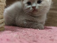 Böyle british shorthair güzellik görülmedi