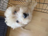 2 aylık bebek köpeğime yuva