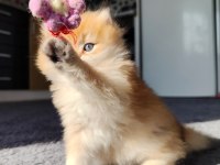 Safkan british longhair aslan oğlana yuva arıyorum