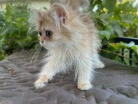 Golden British Longhair