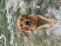 Çok akılı sevecen golden retriever