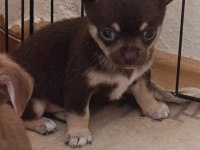 Sağlık ve ırk garantili elma kafa Chihuahua yavrular