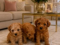 Evınızın Mınık Poodle Uyelerı