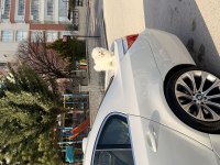 4 aylık dişi pomeranian