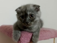 Yavru scottish fold