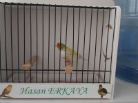 Erkek Goldian Finch