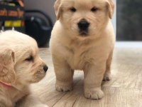 GOLDEN RETRİEVER YAVRU KÖPEKLER