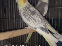 Sultan papağanı yavru ve damızlık kuşlar