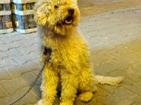 Yetişkin poodle