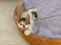 Bu minik yavru kediye yuva arıyoruz (ücretsiz)