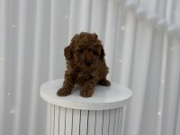 Toy poodle yavrular