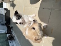 Yavru rus terrier