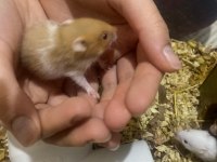 Hamster yavrularımız