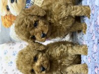 Safkan Kore Poodle Yavrularımız Yeni Yuvalarını