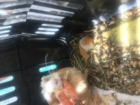 Guinea pig dünya tatlısı anne sütünden kesildi bebek