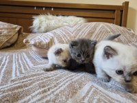 Blue Point Ve British Shorthair Yavrularımız Yuva Arıyor