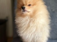 2 aylık pomeranian yavrumuz