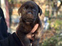 Safkan Şecereli Labrador Yavrularımız (şampiyon soy)