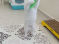 British shorthair beyaz