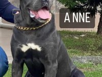 Cane corso blue köpeğimiz