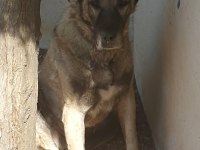 KANGAL KÖPEĞİ YAVRULARI
