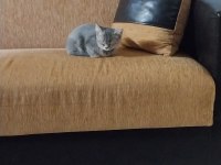 2 aylık oyuncu dişi scottish kedimiz uygundur