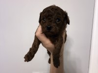 TESLİME HAZIR TEACUP POODLE YAVRULAR