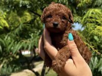 Toy Poddle Teacup