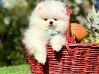 Safkan pomeranian yavrular