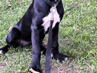 5 aylık dişi cane corso yavrusu