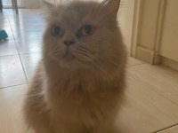 1.5 yaşında dişi british longhair