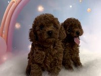 RED BROWN TOY POODLE YAVRULAR