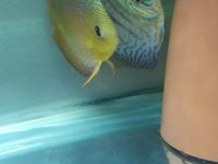 3 Adet discus ikisi çift