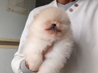 Orijinal Pomeranian Boo
