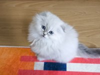 Scottish Fold Longhair Erkek