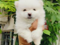 Pomeranian yavruları