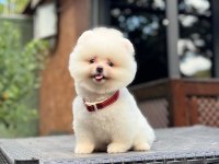 SAĞLIK VE IRK GARANTİLİ POMERANİAN KÖPEĞİMİZ