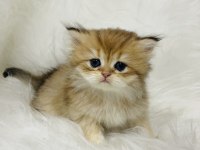Ny11 erkek british longhair